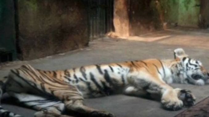 Tigers In China Live In Horrific Conditions To Make Aphrodisiac