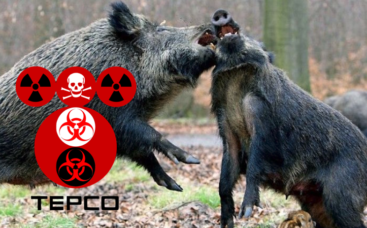 Crazed Radioactive Wild Board Terrorize Near Fukushima Site
