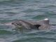 BP's Gulf Oil Spill Behind Deaths Of Baby Dolphins