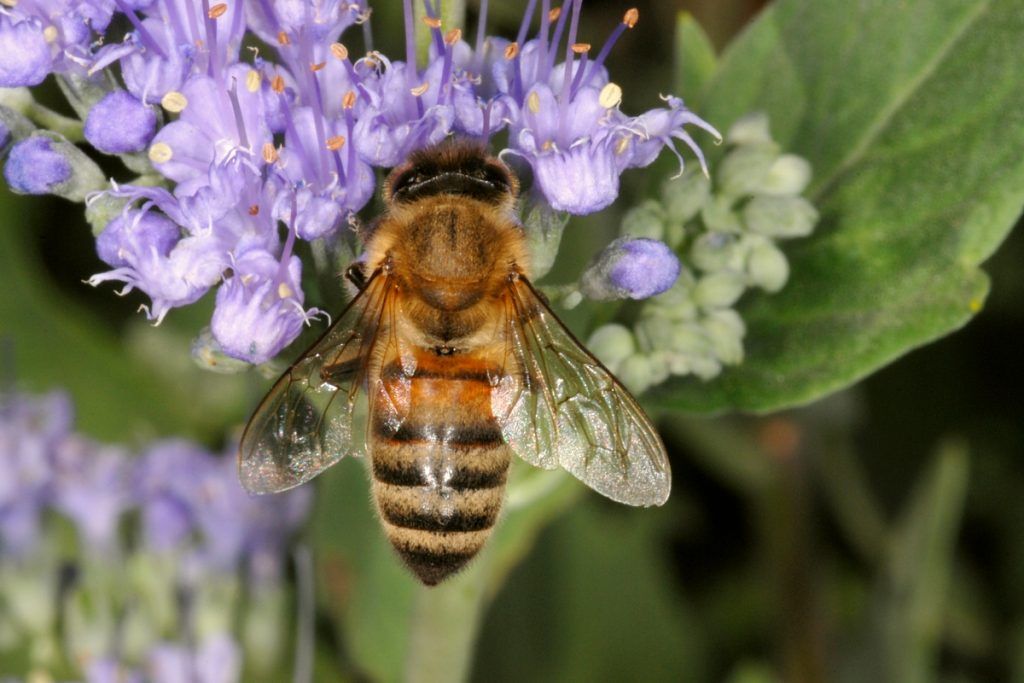 Bee-Killing Chemical To Be Phased Out By Major Pesticide Brand
