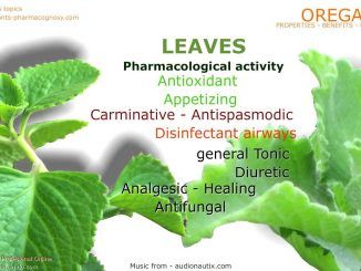 Here Are The Top 9 Benefits Of Oregano