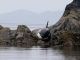 Volunteers Save Stranded Orca In British Columbia