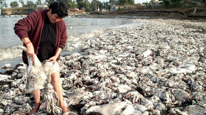 Thousands of dead creatures found dead on Chile's beaches