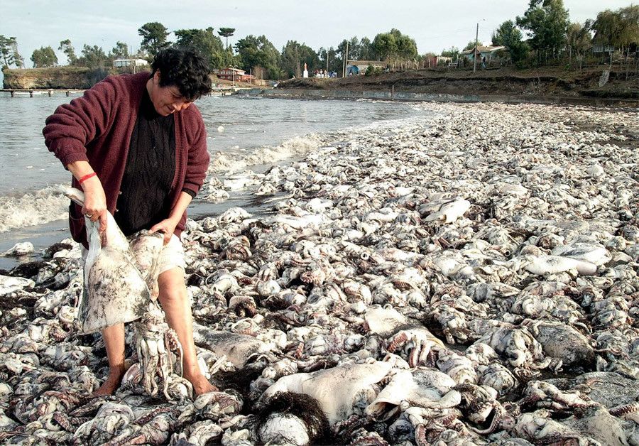 Thousands of dead creatures found dead on Chile's beaches