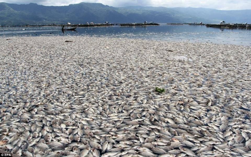 Citizens in Vietnam protest against mysterious mass fish die off