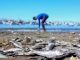 20 million salmon die in Chile