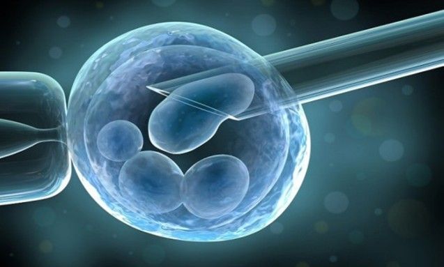 Netherlands Gives Green Light For Scientists To Grow Human Embryos
