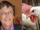 Bolivia Tell Bill Gates He Can Keep His Chickens!