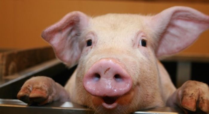 Scientists from the University of California are growing human organs inside pigs in a bid to overcome the worldwide shortage of human organs available for transplants.