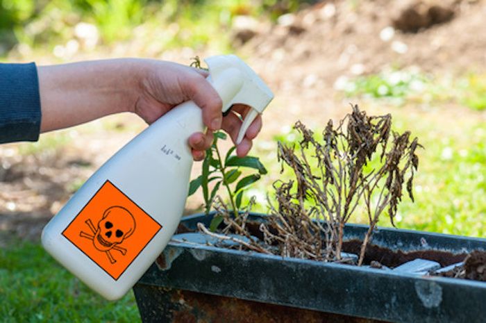 Study proves Monsanto's herbicide Roundup causes antibiotic resistance