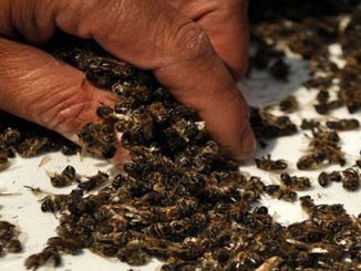 Maryland bans pesticides linked to death of bees