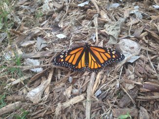 Butterflies in California are on the verge of becoming extinct due to the use of Monsanto's Glyphosate