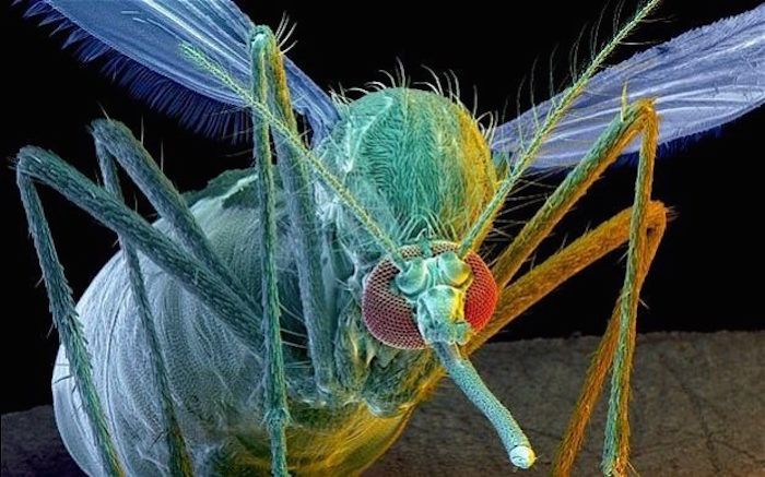 FDA approve GM mosquitoes to fight Zika virus