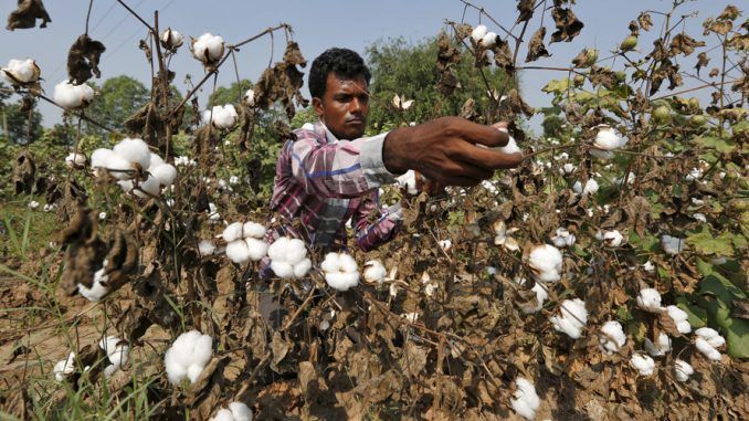 Monsanto Withdraws Plans To Launch New GMO Cotton Seeds In India