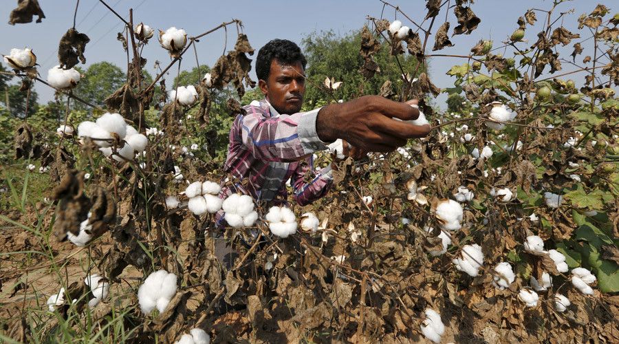 Monsanto Withdraws Plans To Launch New GMO Cotton Seeds In India