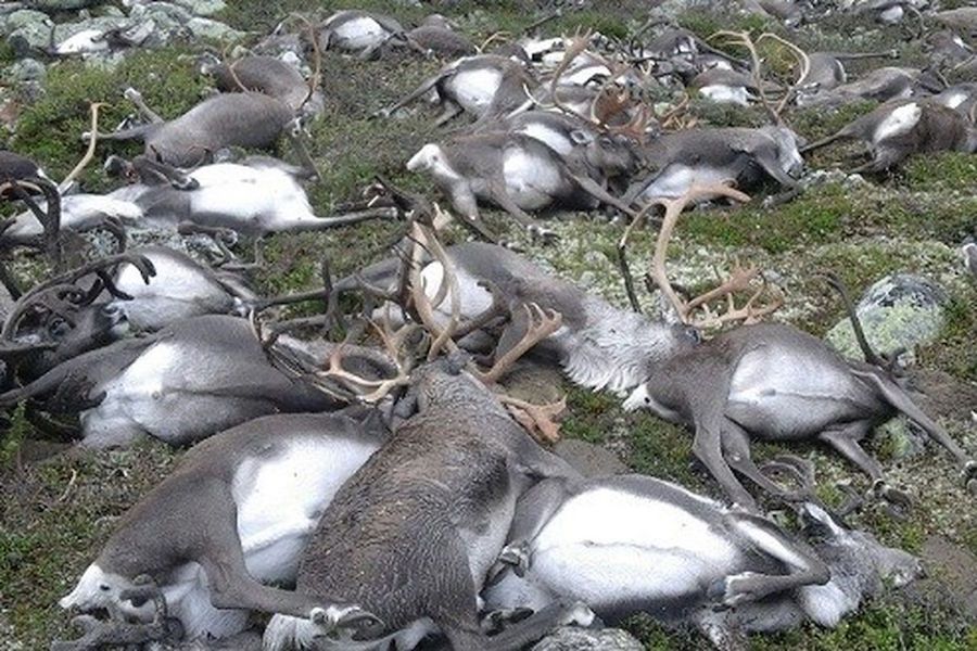 Hundreds of reindeer found dead in Norway