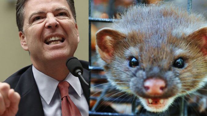 FBI Director James Comey, defended his decision not to recommend the DOJ prosecute Hillary Clinton, and pleaded with lawmakers not to call him a "weasel."