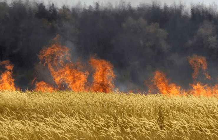 Hungary destroys 1,000 acres of GMO crops by burning them to the ground
