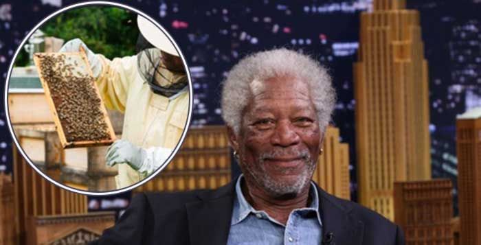 Celebrity Morgan Freeman Blames Monsanto For Mass Bee Deaths