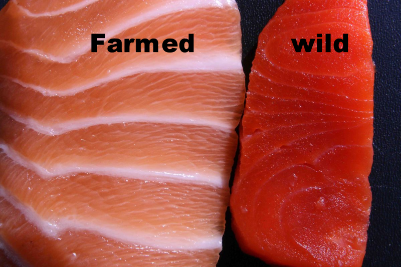 Farmed salmon unhealthy