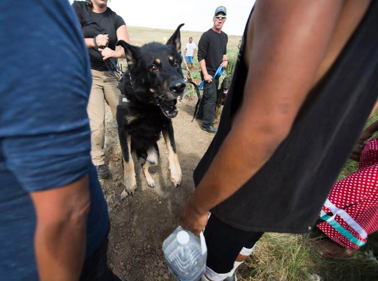 Attack dogs were set on protestors on Saturday.