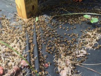 A low flying plane spraying Naled - a pesticide intended to kill Zika-carrying mosquitoes - left a trail of millions of dead honey bees in its wake in South Carolina on Sunday.