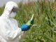 WHO orders scientists to stay silent on cancer dangers from glyphosate