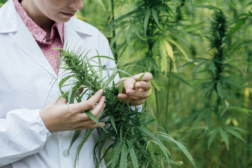 Australia Legalizes The Cultivation Of Medical Marijuana
