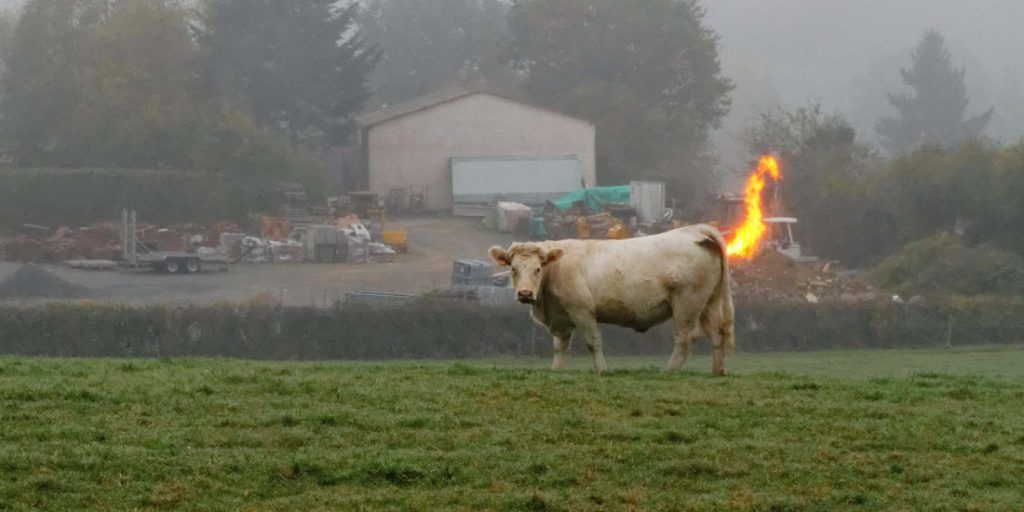 California to regulate cow farts in an attempt to combat global warming