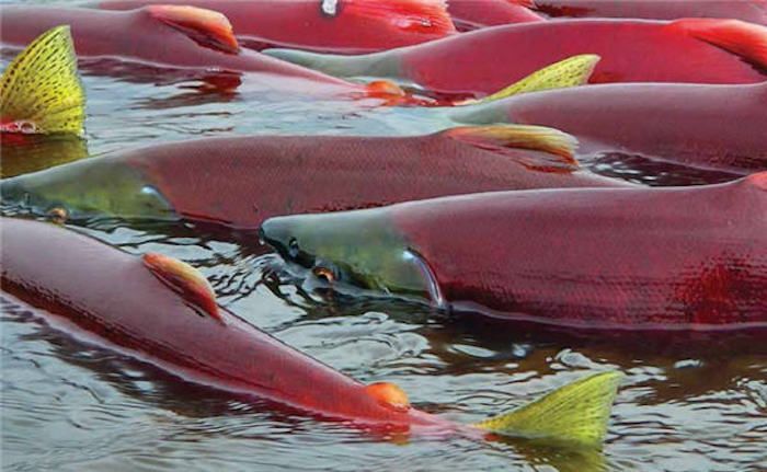 Radioactive salmon from Fukushima found in Canada