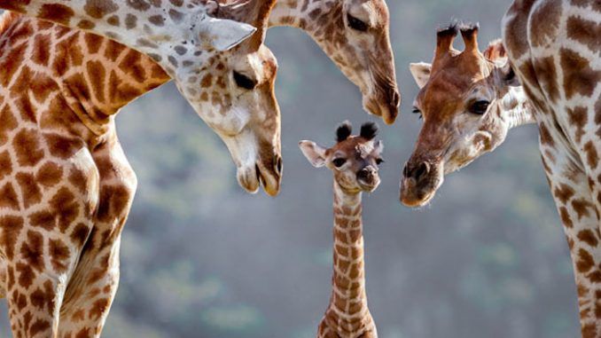 Giraffes are now officially considered an endangered species