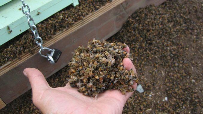 Millions of bees killed in South Carolina over Christmas