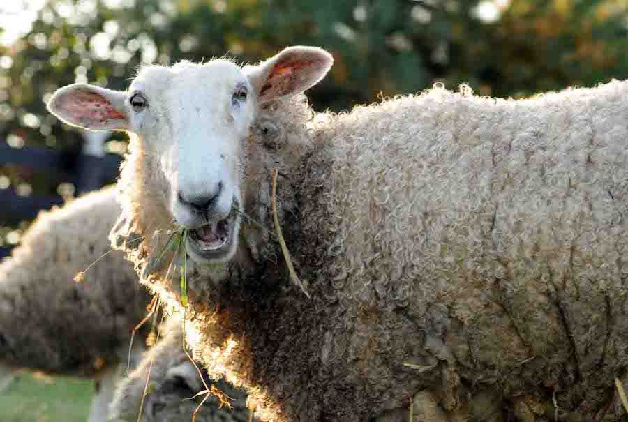 Stoned sheep were caught going on a psychotic New Year rampage