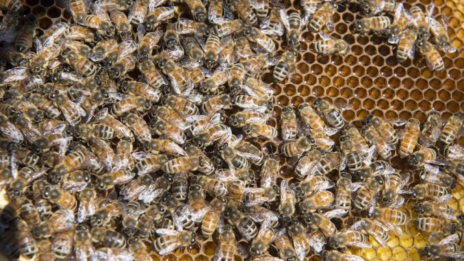 Thousands of dead bees wash ashore in Florida