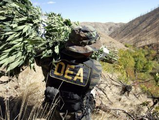 DEA Insider claims that marijuana will always remain illegal due to its profitability