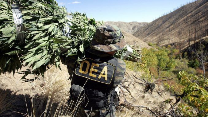 DEA Insider claims that marijuana will always remain illegal due to its profitability