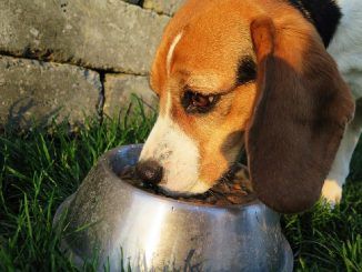 A California-based pet food company has been caught using recycled pets as cheap protein in its popular dog food.