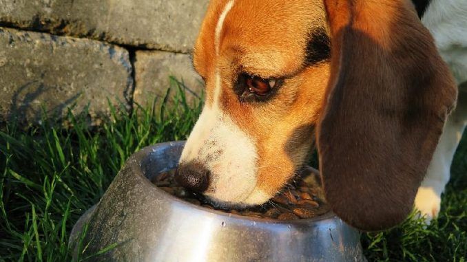 A California-based pet food company has been caught using recycled pets as cheap protein in its popular dog food.