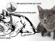 The CIA slit cats open and install spy wires in their ears, antennas along their spines, and batteries in their stomach, according to information shared by Wikileaks.