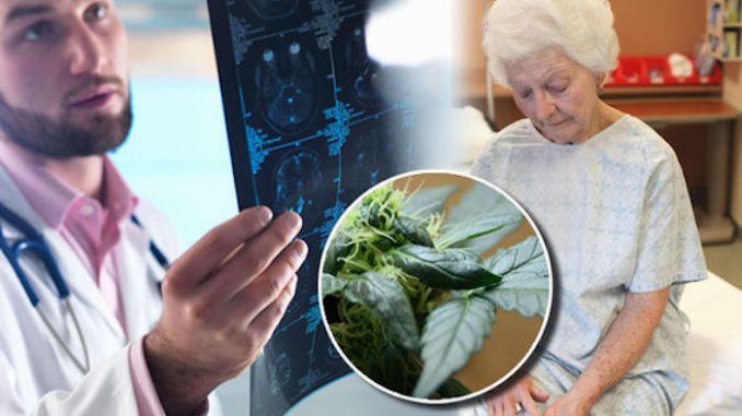 Cannabis reverses the aging process in the brain, according to a study that opens up more possibilities for the medicinal use of the plant.