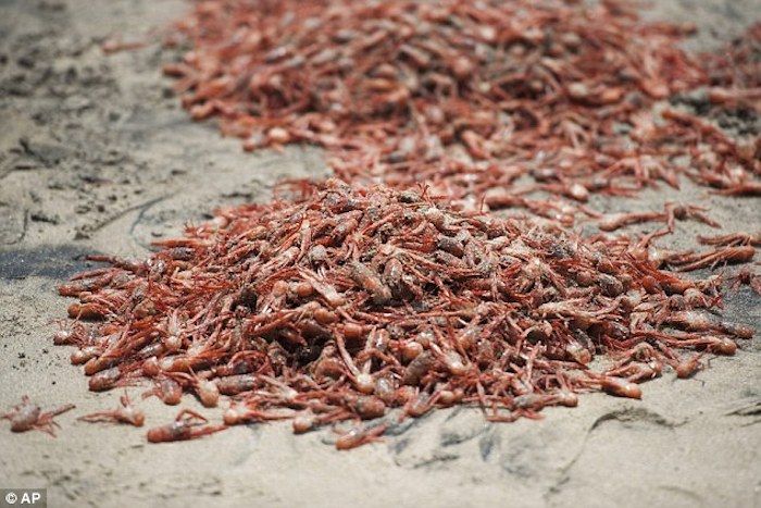 Millions of dead sea creatures found washed ashore in Hawaii