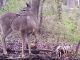 Deer caught eating human flesh on camera