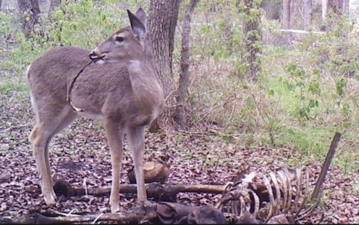Deer caught eating human flesh on camera
