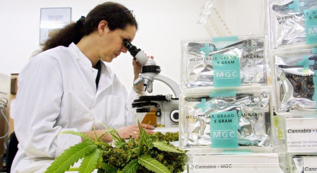 Monsanto prepare to take over marijuana industry