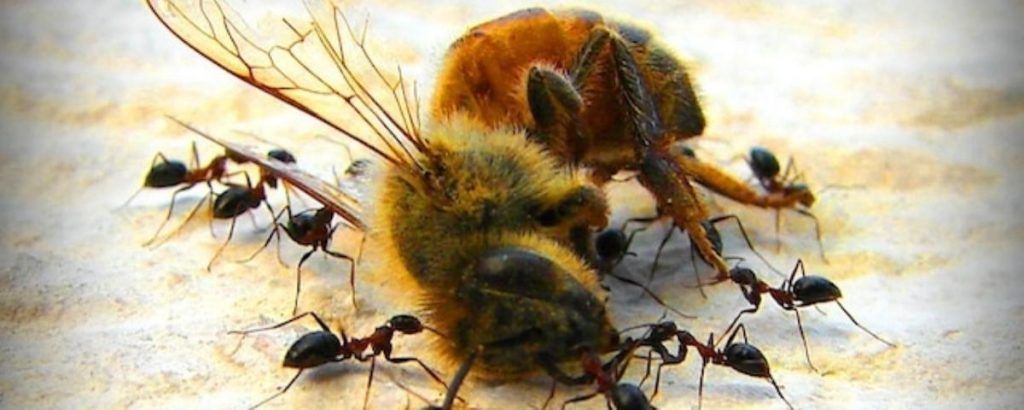 Bayer study reveals that their pesticides are killing the world's bee population