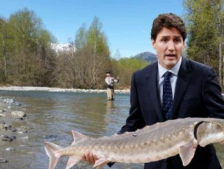 Canada becomes first country in the world to sell GMO salmon to the public