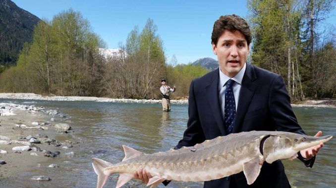 Canada becomes first country in the world to sell GMO salmon to the public