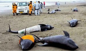 https://thepeoplesvoice.tv/dead-dolphins-in-fukushima-stranding-found-with-white-radiated-lungs/
