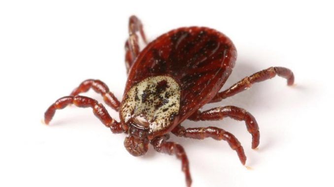Blood-sucking tick carrying experimental disease escapes lab