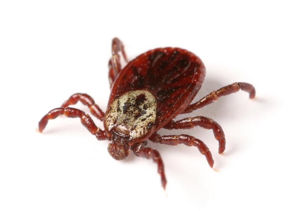Blood-sucking tick carrying experimental disease escapes lab